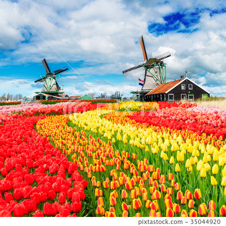 Dutch wind mills Dutch wind mills 35044920