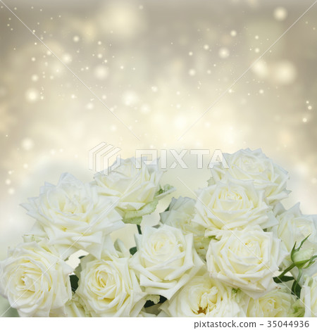 White blooming roses 35044936