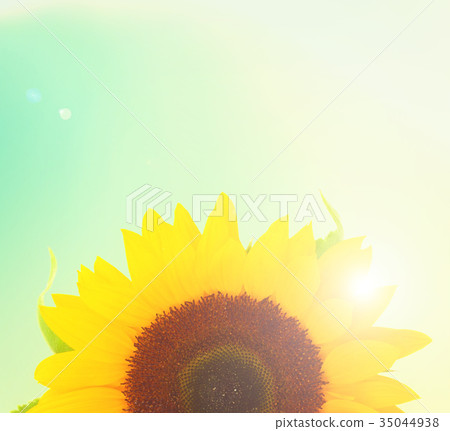 Field of sunflowers Field of sunflowers 35044938