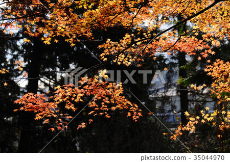 Autumn leaves of Oshu Hiraizumi Chuson-ji Temple Hiraizumi-cho, Iwate Prefecture 35044970