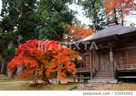 Autumn leaves of Oshu Hiraizumi Chuson-ji Temple Hiraizumi-cho, Iwate Prefecture 35045003