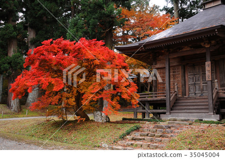 Autumn leaves of Oshu Hiraizumi Chuson-ji Temple Hiraizumi-cho, Iwate Prefecture Autumn leaves of Oshu Hiraizumi Chuson-ji Temple Hiraizumi-cho, Iwate Prefecture 35045004