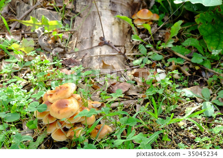 自然的enokitake 自然的enokitake 35045234