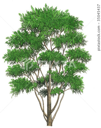 Hanakaidou的草圖Hanakaidou精密植物圖紙 Hanakaidou的草圖Hanakaidou精密植物圖紙 35045437