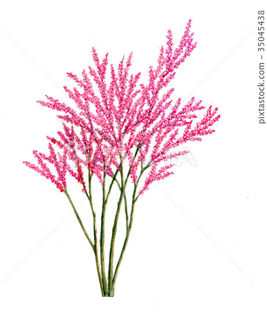 A sketch of a flower bud 35045438