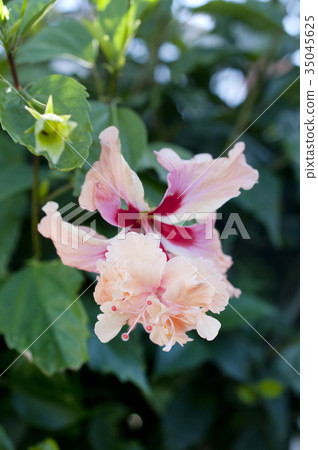 Hibiscus (Orange Flamingo) 35045625