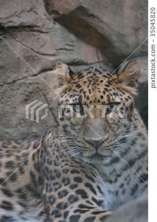 Amur Leopard 23 35045820