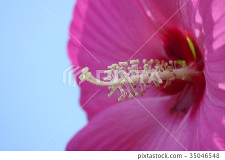 Titan Bicalus Titan Bicalus 35046548