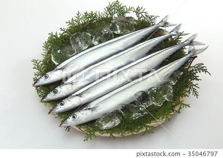 秋刀魚 秋刀魚 35046797