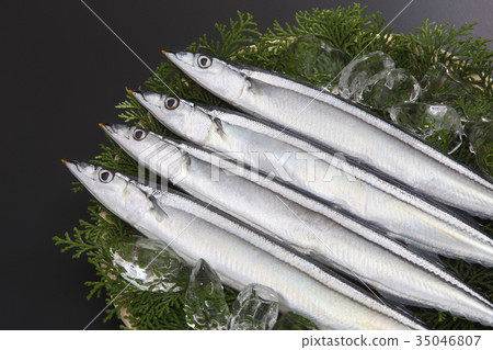 秋刀魚 秋刀魚 35046807