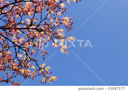 Young leaf and maple leaves 35047177