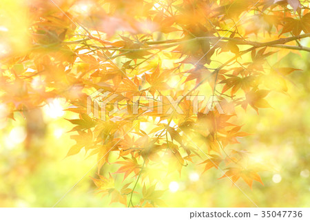 Autumn leaves of Okutama Lake 35047736