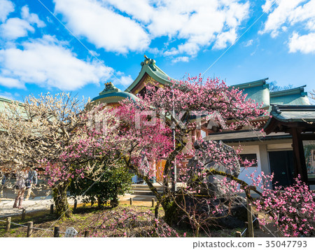 北野天滿宮的梅花和寶庫 北野天滿宮的梅花和寶庫 35047793