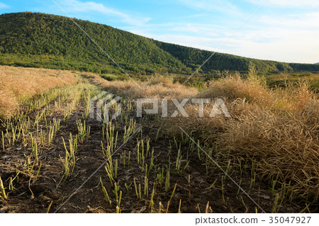 harvest cole on farmland with blue sky 35047927