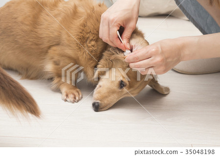 dachshund ear wax