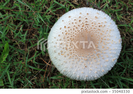 White mushrooms in forest on rain season 35048330