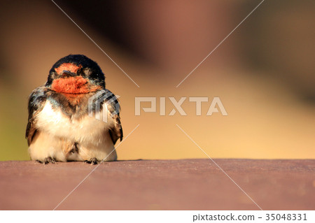 The little brown bird sleeping on the table The little brown bird sleeping on the table 35048331
