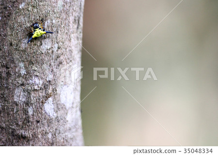 Horned spiny spider on the trees in the garden. 35048334