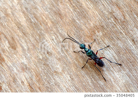 Emerald wasps on the wooden walls 35048405