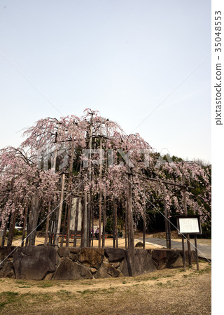 Three spring waterfall Zakura of Yanagida Hachimangu Shrine, Kurashiki City, Okayama Prefecture 35048553