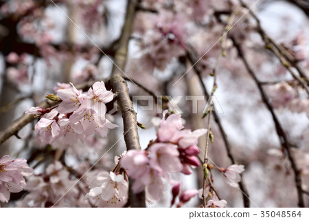 Three spring waterfall Zakura of Yanagida Hachimangu Shrine, Kurashiki City, Okayama Prefecture 35048564
