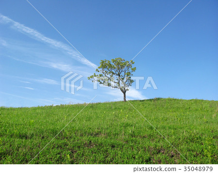 A meadow and a blue sky 35048979
