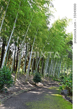 Tokorozawa航空紀念公園竹林在日本庭院裡 35049000