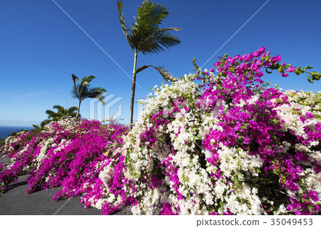 Bougainvillea and palm tree Bougainvillea and palm tree 35049453