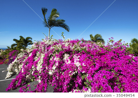 Bougainvillea and palm tree 35049454