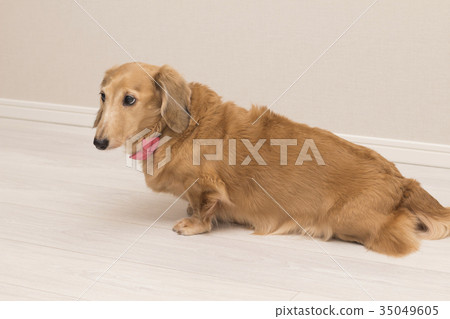  迷你臘腸犬 35049605
