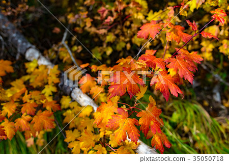 Maple thin wood Maple thin wood 35050718