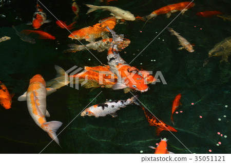 fancy carp fish, koi fishes, Koi fish in the pond 35051121