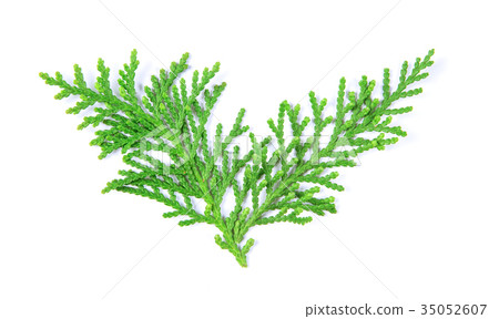 fresh green pine leaves , Oriental Arborvitae, fresh green pine leaves , Oriental Arborvitae, 35052607