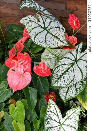 Karadium anthurium Karadium anthurium 35052722