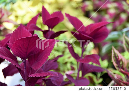 Foliage plant Foliage plant 35052740