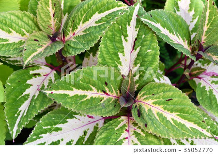 Foliage plant  35052770