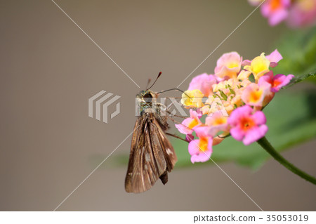 Lantana和Ichimon dyseri Lantana和Ichimon dyseri 35053019