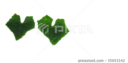 Cocconia leaves on isolated white background Cocconia leaves on isolated white background 35053142