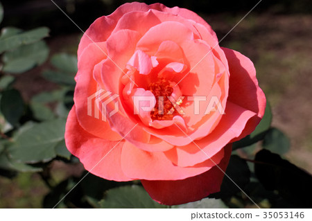 Rose artistry 35053146