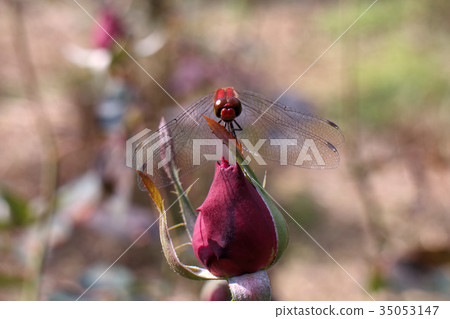 Dragonfly Natsu Akane 35053147