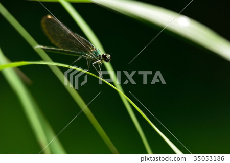 Japanese black strawberry Japanese black strawberry 35053186