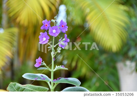 室內植物花 室內植物花 35053206
