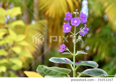 室內植物花 室內植物花 35053207