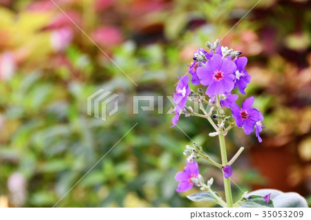 室內植物花 35053209