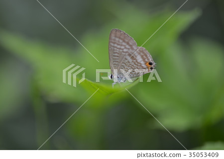 Uranakimi Uranakimi 35053409