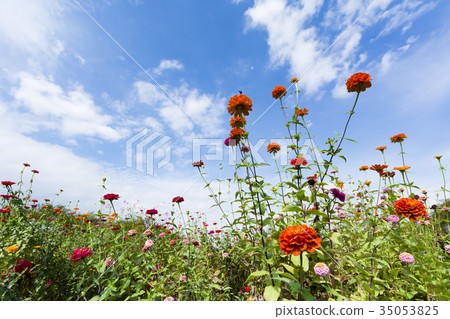 秋天的花壇 35053825