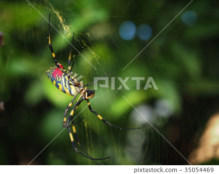 Girl spider 35054469