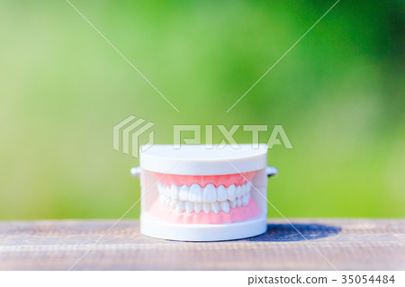 Tooth model and green blurred background Tooth model and green blurred background 35054484