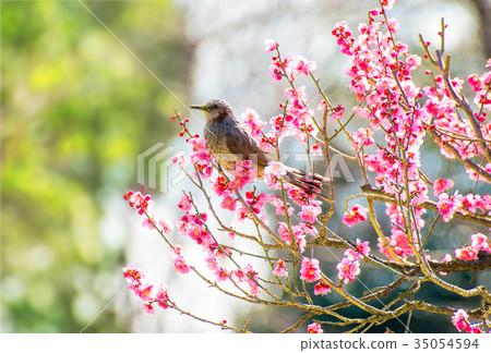 Brown eared and red plum 35054594