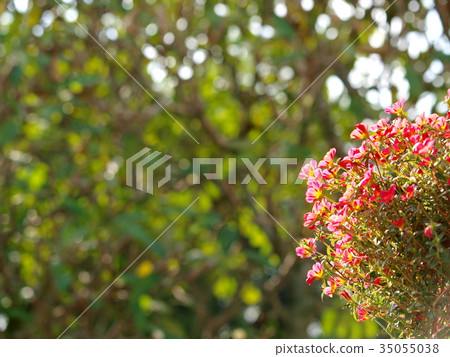 colorful tiny cute soft yellow pink purple flowers 35055038